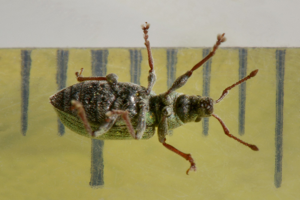 Curculionidae:  Phyllobius roboretanus?  No, Phyllobius subdentatus